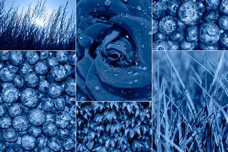 时尚拼贴横幅以经典蓝色调20年现代拼贴的颜色浆果叶子玫瑰头和草以蓝色调现代拼贴浆果玫瑰头和草以蓝色调时髦的集合照片图片