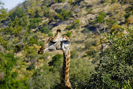 南非Giraffe头拍在树顶附近网状非洲靠图片