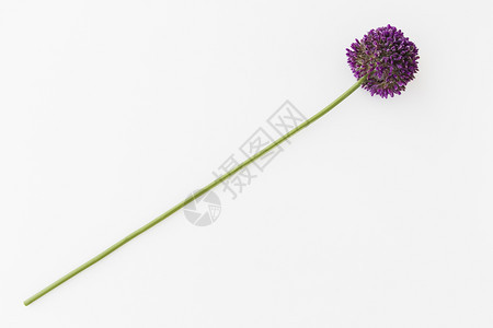 孤立在白色背景上的紫葱属在白背景上孤立的紫色葱属优雅植物电灯泡图片