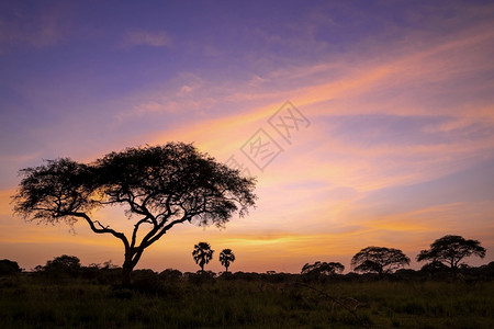 国民乌干达MurchisonFalls公园日出非洲目的地图片