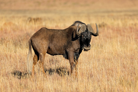 栖息地侏儒在南非Mokala公园露天草原上一个黑色的野生人Connochaetesgnou动物群图片