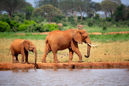 树干南部一些大象在草原上的水坑热带大象在草原的水井上纳米比亚图片