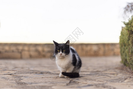 猫科动物纯种黑色和白猫面对土耳其的相机头发高清图片