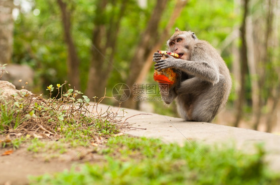 灵长类动物毛皮印度尼西亚乌布德圣猴子森林长尾马卡法眼动物图片