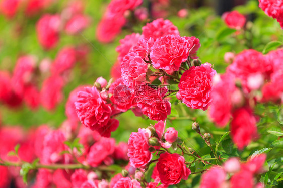 荒野装饰灌木粉红玫瑰在夏天开花绽放的图片