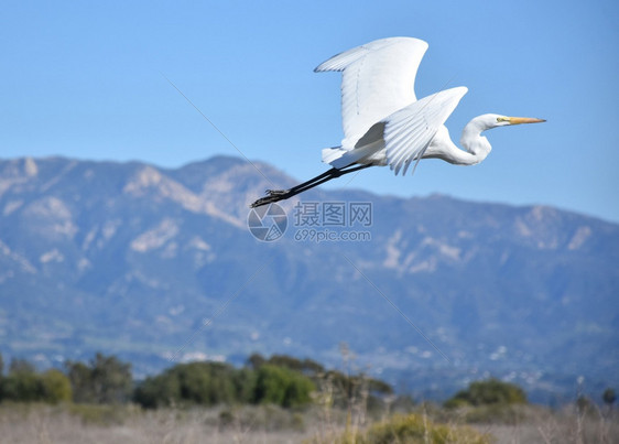 鸡白色的热带南加州美丽的埃格雷特大鸟飞翔图片