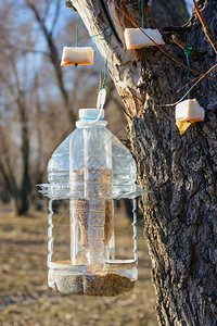 冬季用作鸟类饲料的大型塑瓶公园胖的户外图片