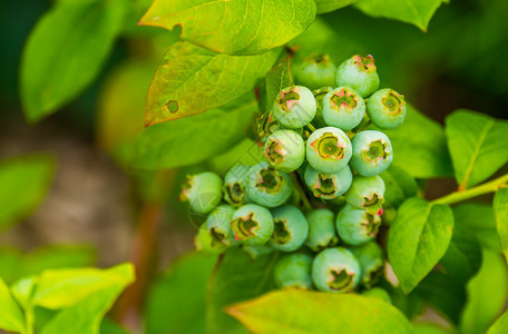 石南花开栽培绿色蓝莓植物来自美洲的流行热带物种等大型封闭图片