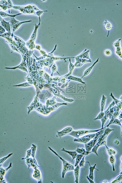 组织培养中前列腺癌细胞显示墙壁核心和器官的显微镜以示增殖的摄影细胞器图片