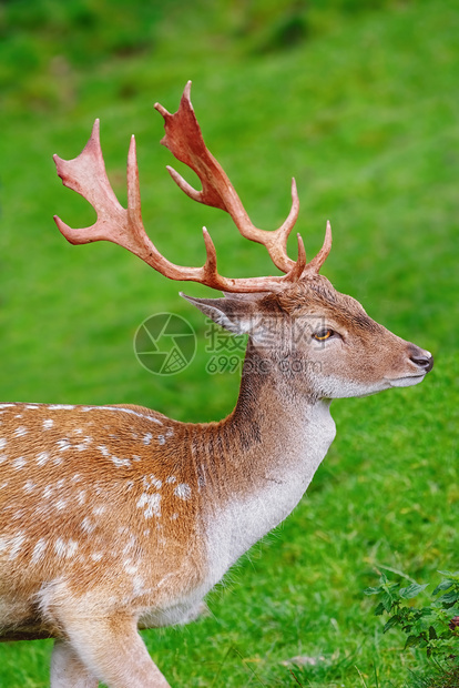 偶足的动物鹿科与草地背景对立的鹿肖像图片