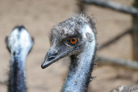 以身高为第二大活鸟仅次于其老鼠的亲戚食澳洲Emu的Portrait相对的平胸喙图片