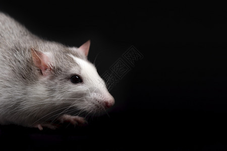 实验白鼻子孤立在黑背景上的白老鼠肖像红皮肤宠物内装小老鼠关闭正在向远方看黑色背景上被孤立的年轻滑稽灰老鼠的肖像出去尾巴图片