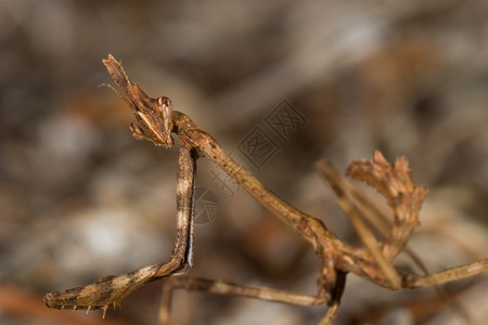 螳螂科的一种昆虫具体来说是一种EmpusapennataMantispennata手肉食动物阿科斯塔图片
