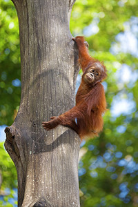 猴俏皮马来西亚婆罗洲丛林中的奥兰古坦可爱图片