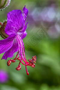 充满活力花美丽的红宝石雨后有丝绸的红色粉图片