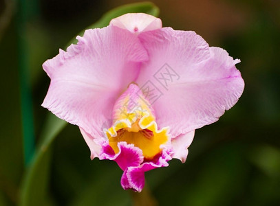 粉色蝴蝶结紫罗兰花在春天开卡特里亚亲戚浪漫的紫色东方背景