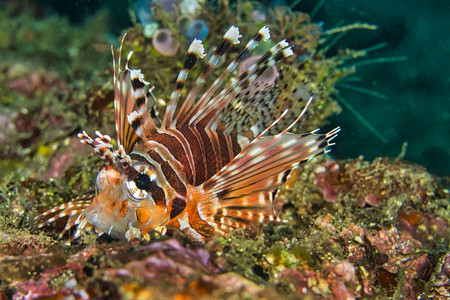 荒野SpotfinLionfishPteroisantennataLembeh北苏拉威西印度尼亚洲深的生态系统图片