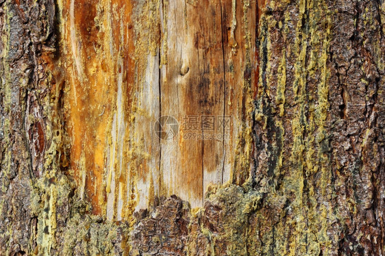 细节一个旧伤疤愈合在树干上材料抽象的图片
