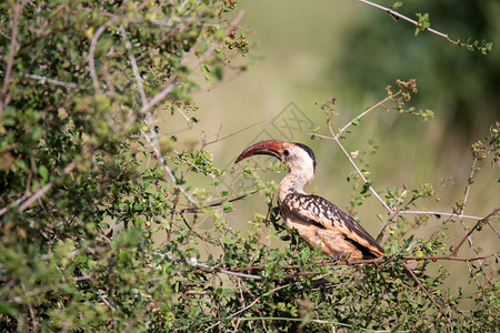 旅游颜色当地肯尼恩鸟在绿灌木上当地Kenyan鸟在绿灌木上衬套图片