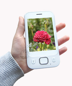 保持技术在线的手拿红玫瑰图像的智能手机拿红玫瑰图像的智能手机拿红玫瑰图像的现代通信智能手机拿现代孤立图片