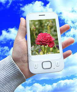 美丽的现代手机在蓝天背景上手持现代移动电话SmartphoneSmartphone人手红玫瑰的图像现代通信在蓝天背景下手图片