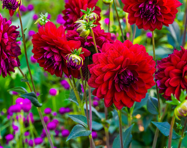 春天院子夏鲜花盛开的红大丽流行种植的装饰花园物美丽的自然本底图片