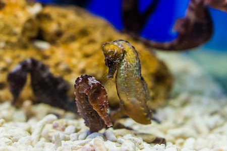 大西洋两只北海马热带水族馆宠物来自亚特兰海脆弱的动物种受欢迎的棕色图片