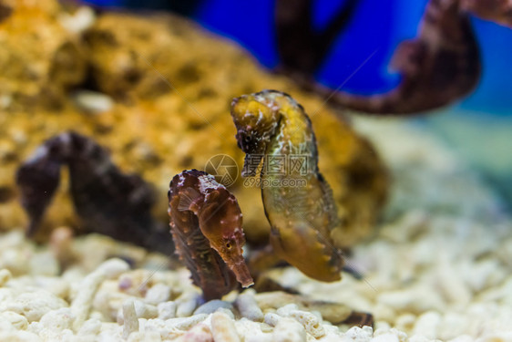 大西洋两只北海马热带水族馆宠物来自亚特兰海脆弱的动物种受欢迎的棕色图片