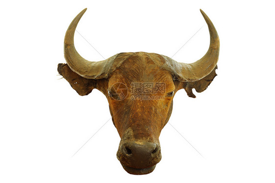 咖啡机喇叭SyncerusCaffer孤立于白色背景的非洲水牛SyncerusCaffer肯尼亚图片