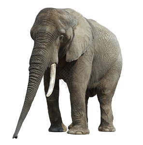 重量强的荒野非洲大象在动物园孤立白色背景上图片