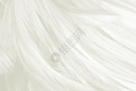 鸟优雅的鸡美丽白色羽毛羊花纹理背景图片