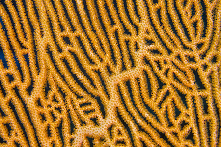 生物多样自然Gorgoniian海风鞭珊瑚礁南阿里环马尔代夫印度洋亚洲殖民图片