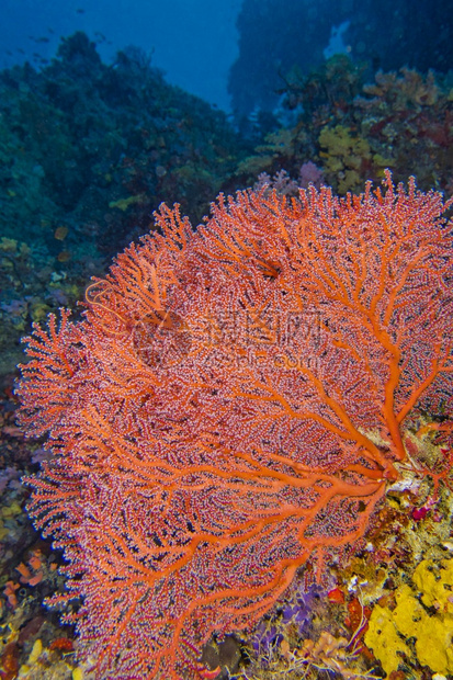 刺胞动物Gorgoniian海风鞭珊瑚礁南阿里环马尔代夫印度洋亚洲临海野生动物图片