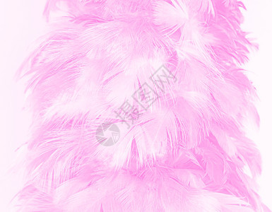艺术美丽的柔软粉色羽毛图案背景动物内部的图片