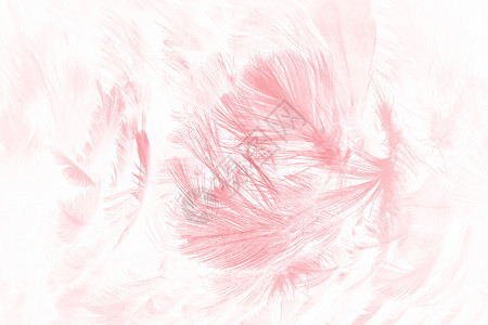 水彩美丽的柔软粉色羽毛图案背景孔雀情人节图片