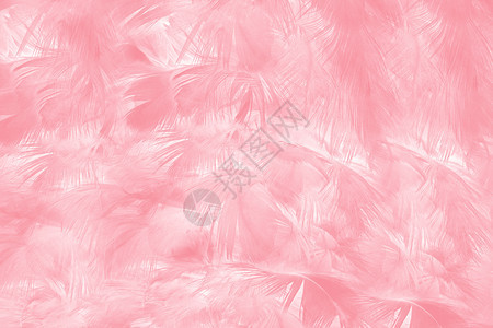 美丽的柔软粉色羽毛图案背景鸟趋势柔软的图片