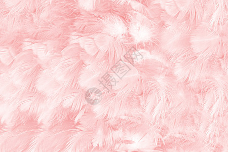 精美的丰富多彩动物美丽柔软粉色羽毛图案背景图片