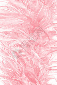 画美丽的柔软粉色羽毛图案背景皮可爱的图片