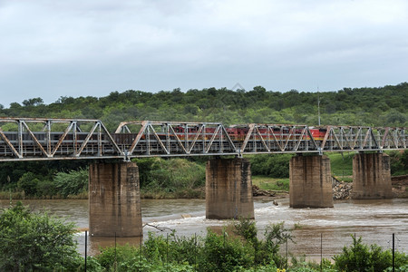 过境夏天非洲南部大象河上横跨桥的火车靠近棕榈树结构体图片