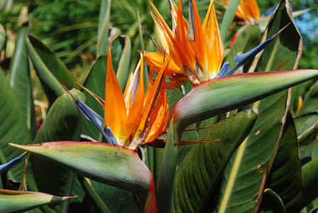 棕榈夏威夷自然美丽的Strelitzia花朵也被称为天堂之鸟图片