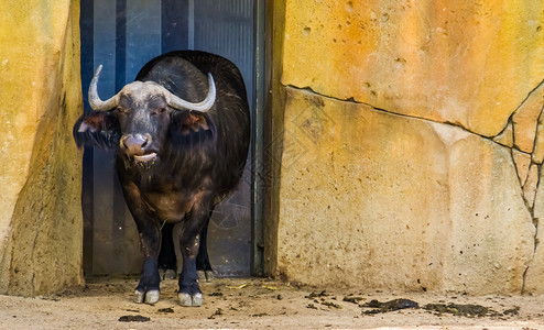 水牛非洲热带群家养的农牧动物野外饲养的牲畜咀嚼男图片