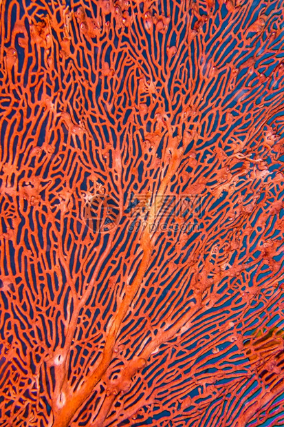 临海风帆鞭戈尔尼亚珊瑚礁莱姆贝北苏拉威西印度尼亚洲动物学生图片
