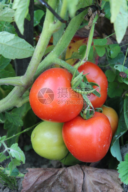 红色的津乐道蔬菜红番茄在灌木丛中美丽的红番茄挂在花园的树枝上图片