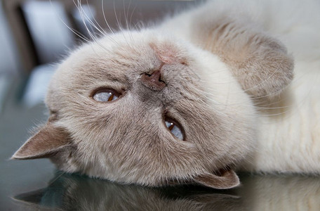 桌子玻璃表面的白色英国短毛猫上下向困国内的坐着图片