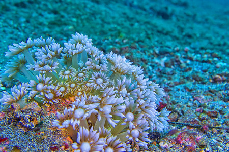 石质海自然雏菊珊瑚石角蓝碧岛北苏拉威西印度尼亚洲背景图片