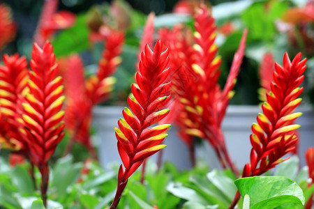 花朵或维里海的花朵植物绽放生长图片