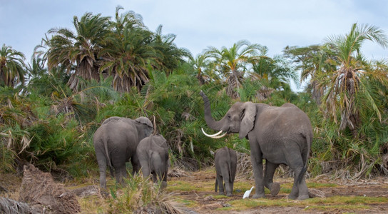 肯尼亚大草原的象家庭位于肯尼亚的热带草原清楚东婴儿图片