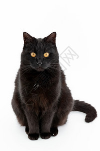 坐着独自的美丽黑猫在白色背景上作姿势美丽的黑猫在白色背景上作姿势豹图片