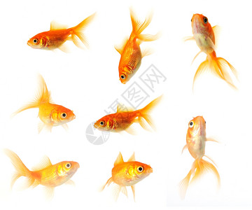 在24mp文件中收集在白上隔离的金鱼子动物水下图片