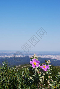 岩蔷薇Arrabida自然公园的岩石玫瑰花或Cistus花植物群春天图片